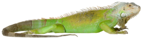 Iguana PNG-93161